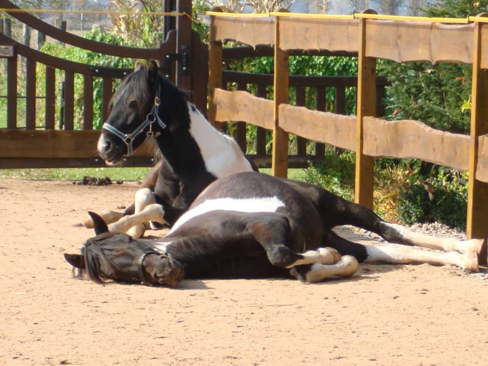 Die Lewitzer im Paddock Die Lewitzer im Paddock