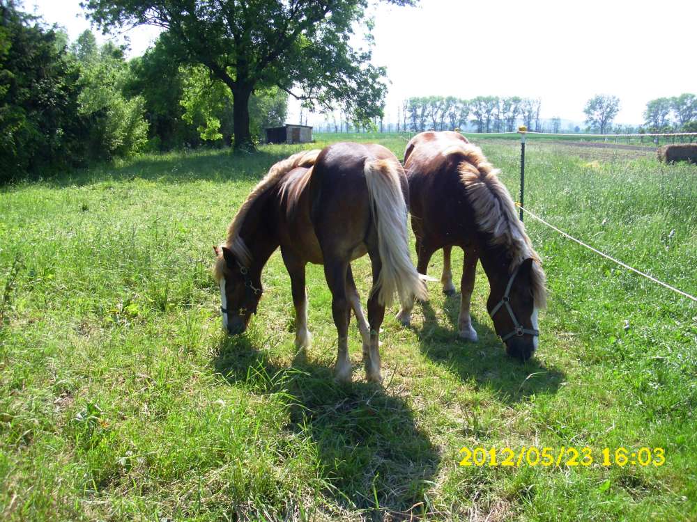 Unsere Schwarzwälder auf der Koppel Unsere Schwarzwälder auf der Koppel