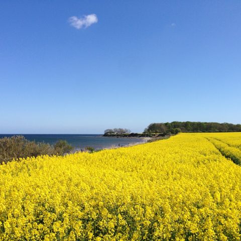 Rapsblüte im Mai Rapsblüte im Mai