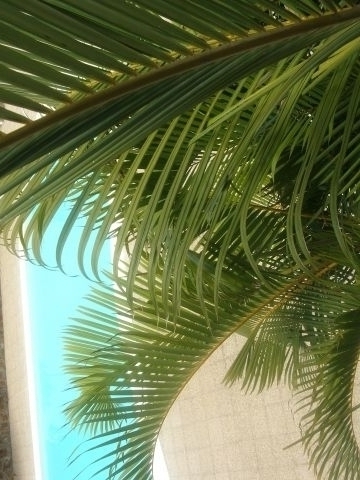 Tropische Romantik pur: Die Palmenblätter streicheln die Rerrassen-Brüstung