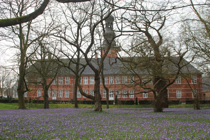 Die berühmte Krokusblüte im Schlosspark von Husum