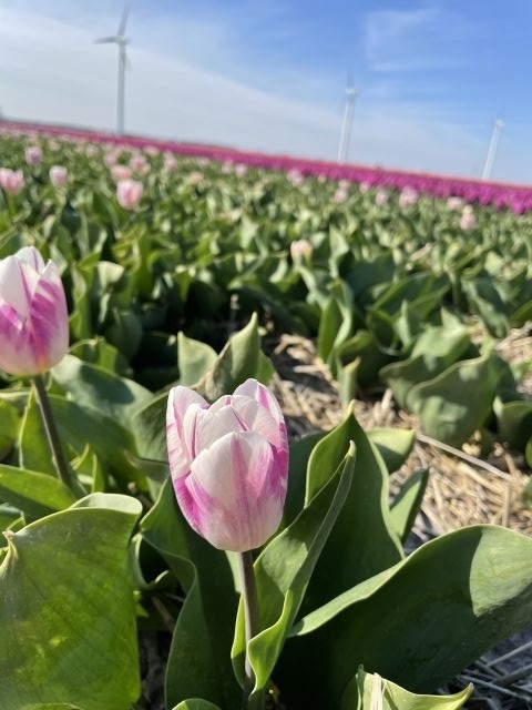 Blick über die Tulpenfelder im Frühjahr