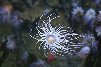 Qualle im NOrdsee-Aquarium