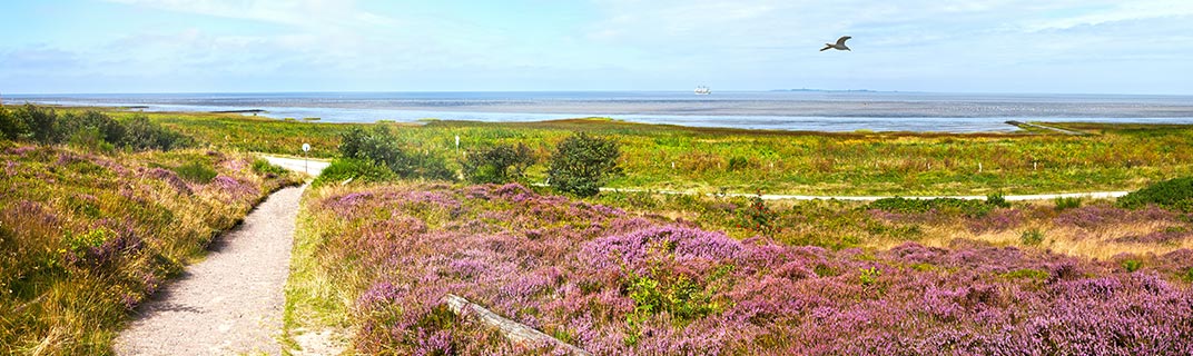 Cuxhavener Heide und Küste