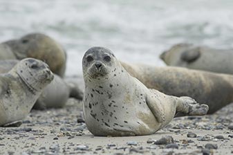 Seehunde in Cuxhaven