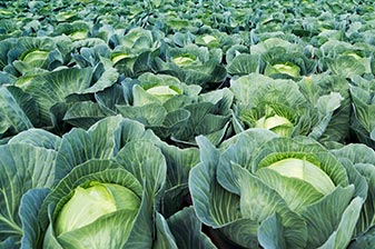 Weißkohl auf dem Feld