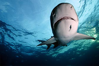 Hai schwimmt im Meerwasser