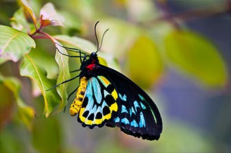 schöner bunter Schmetterling