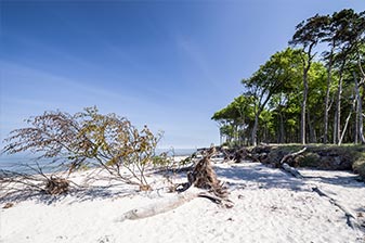 Weststrand am Darßwald