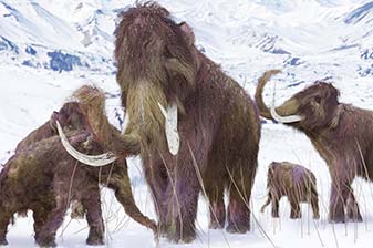 Mammuts im Museum