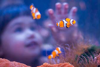Aquarium mit Anemonenfischen