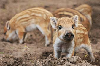 Wildschweine