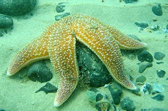 Seestern im Nordseeaquarium