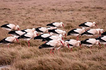 Störche in der Schutzstation Wattenmeer