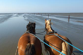 Wattkutschenfahrt mit zwei Pferden