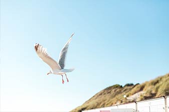 Möwe fliegt vor Dünenlandschaft
