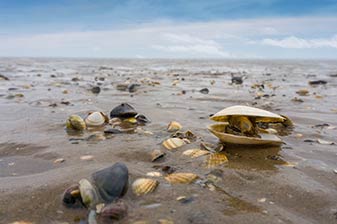 Wattenmeer
