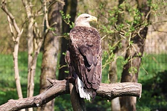 Greifvogel im Vogelpark Niendorf