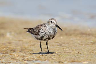 Vogelinsel Langenwerder