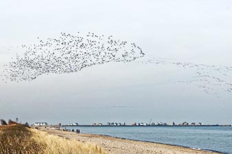 Strand Schönhagen/Brodersby