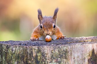 Eichhörnchen findet eine Nuss