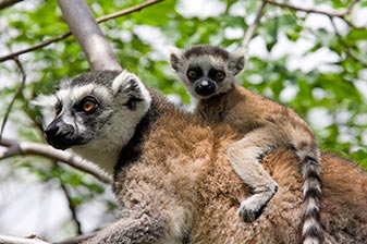 Lemuren im Tierpark