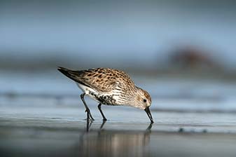Vogelinsel Langenwerder
